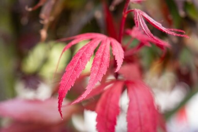 Acer palmatum 'Bloodgood' cépée 200-250