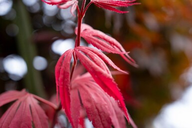 Acer palmatum 'Bloodgood' cépée 200-250