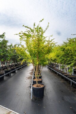 Acer palmatum 'Ôsakazuki' cépée