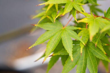 Acer palmatum 'Ôsakazuki' cépée