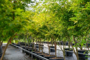 Acer palmatum 'Ôsakazuki' cépée