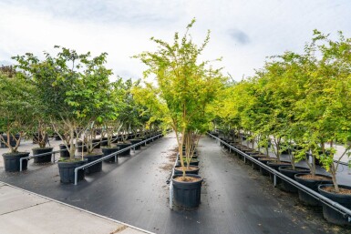 Acer palmatum 'Ôsakazuki' cépée