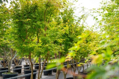Acer palmatum 'Ôsakazuki' cépée
