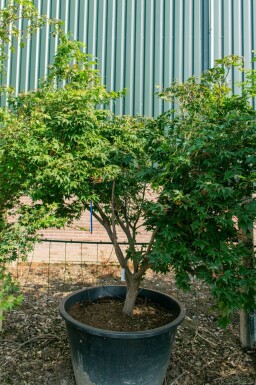 Acer palmatum 'Ôsakazuki' cépée