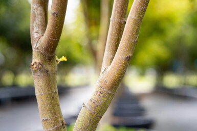 Acer palmatum 'Ôsakazuki' cépée