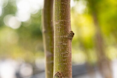Acer palmatum 'Ôsakazuki' cépée