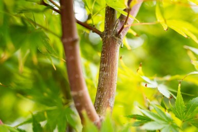 Acer palmatum 'Ôsakazuki' cépée