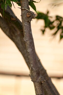 Acer palmatum 'Ôsakazuki' cépée