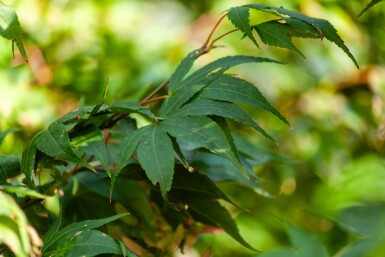 Acer palmatum 'Ôsakazuki' cépée
