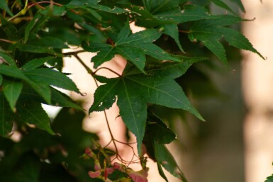 Acer palmatum 'Ôsakazuki' cépée