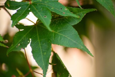 Acer palmatum 'Ôsakazuki' cépée