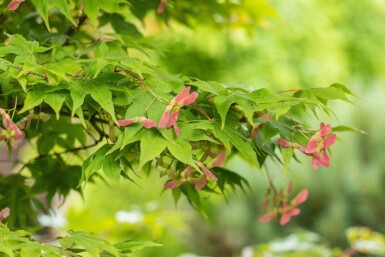 Acer palmatum 'Ôsakazuki' cépée