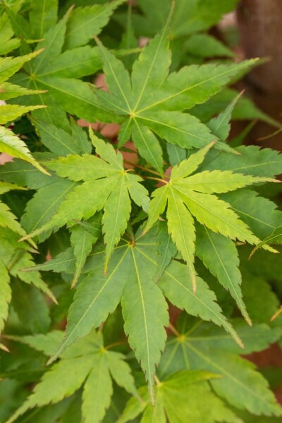 Acer palmatum 'Sangokaku' cépée