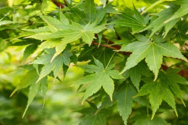 Acer palmatum 'Sangokaku' cépée