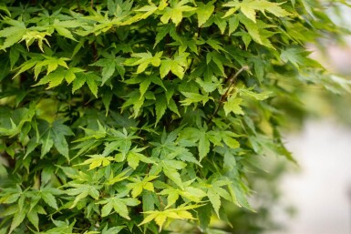 Acer palmatum 'Sangokaku' cépée