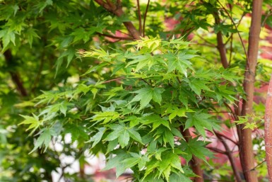 Acer palmatum 'Sangokaku' cépée