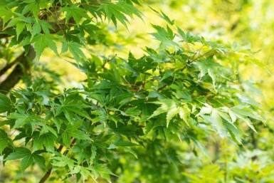 Acer palmatum 'Sangokaku' cépée