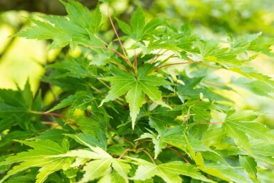 Acer palmatum 'Sangokaku' cépée