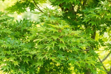 Acer palmatum 'Sangokaku' cépée