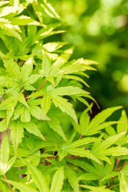 Acer palmatum 'Sangokaku' cépée