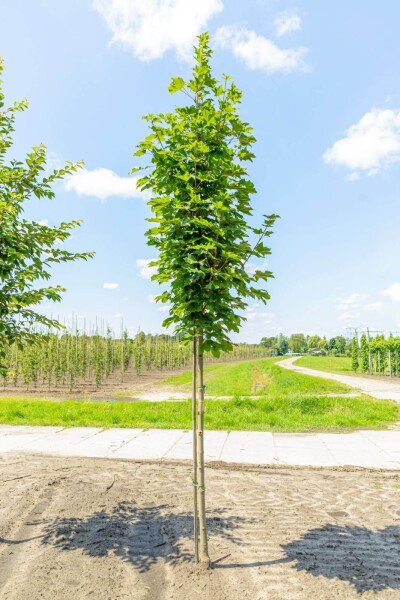 Acer platanoides haute-tige 8/10