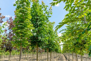 Acer platanoides haute-tige 8/10