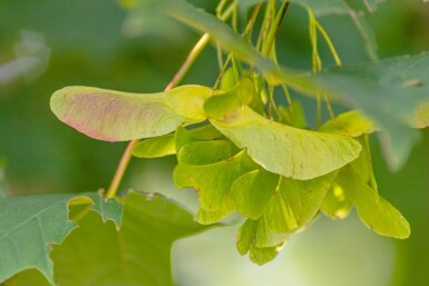 Acer platanoides haute-tige 8/10