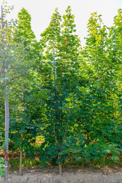 Acer platanoides baliveau