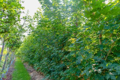 Acer platanoides baliveau