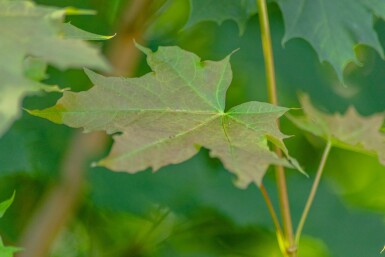 Acer platanoides baliveau