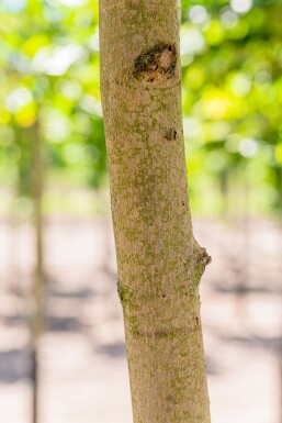 Acer platanoides baliveau