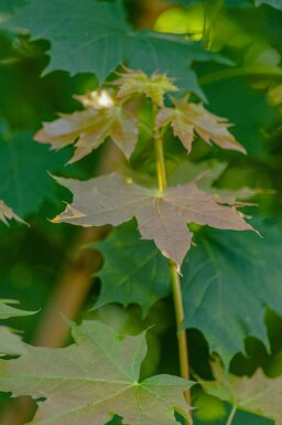 Acer platanoides baliveau