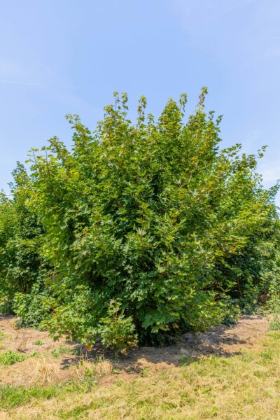 Acer platanoides cépée 250-300