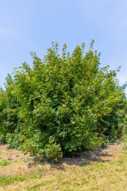 Acer platanoides cépée