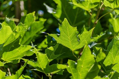 Acer platanoides cépée 250-300