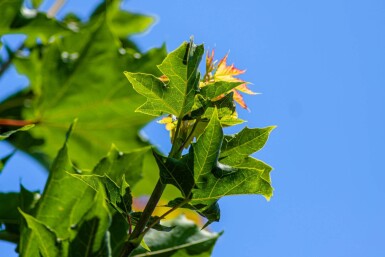 Acer platanoides cépée 250-300
