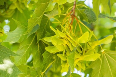 Acer platanoides cépée 250-300