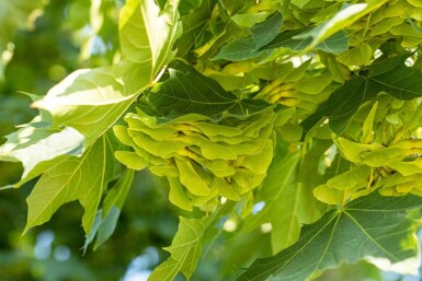 Acer platanoides cépée 250-300