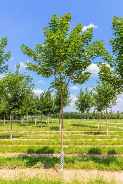 Acer platanoides 'Cleveland' haute-tige 12/14