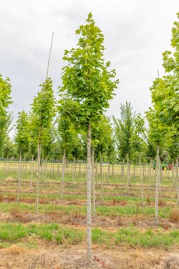 Acer platanoides 'Cleveland' haute-tige