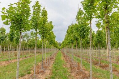 Acer platanoides 'Cleveland' haute-tige 12/14