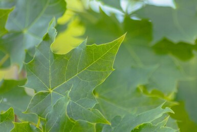 Acer platanoides 'Cleveland' baliveau