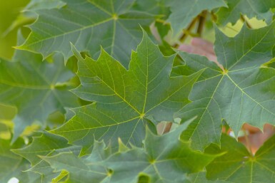 Acer platanoides 'Cleveland' baliveau