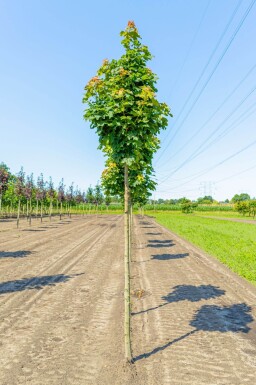 Acer platanoides 'Columnare' haute-tige