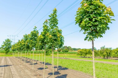 Acer platanoides 'Columnare' haute-tige