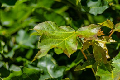Acer platanoides 'Columnare' haute-tige 12/14