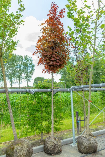 Acer platanoides 'Crimson Sentry' haute-tige 10/12 200cm tronc