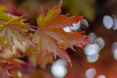 Acer platanoides 'Crimson Sentry' haute-tige
