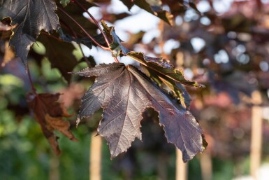 Acer platanoides 'Crimson Sentry' haute-tige 10/12 200cm tronc