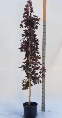 Acer platanoides 'Crimson Sentry' baliveau